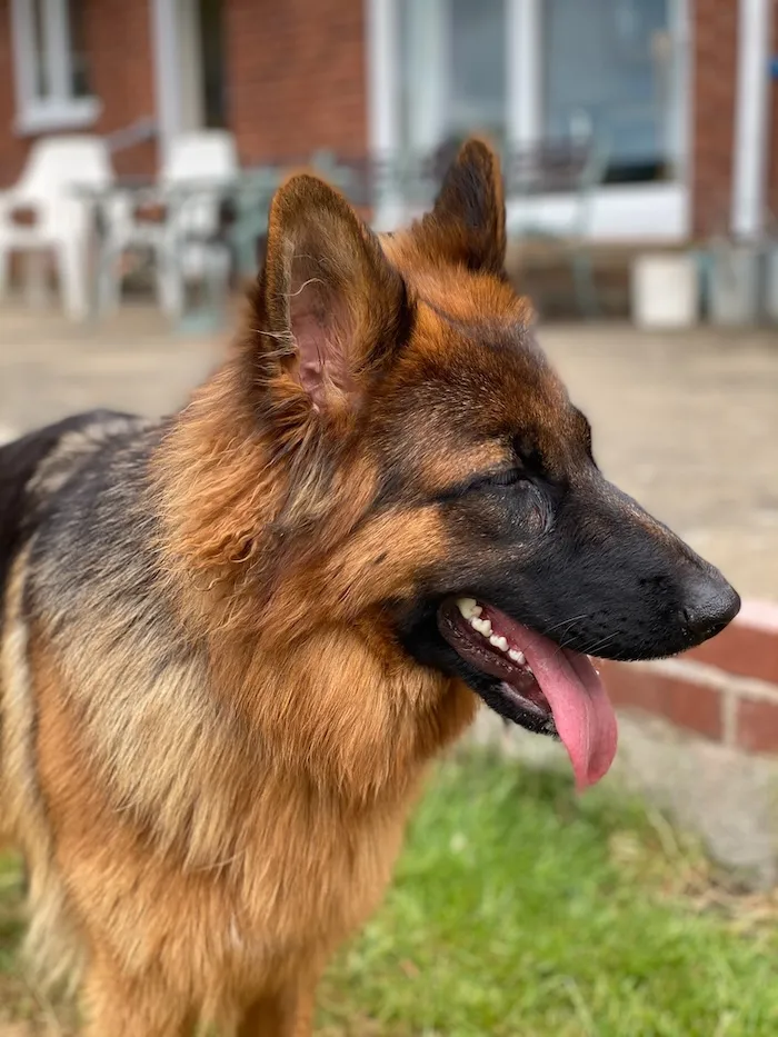 Photo of Bo