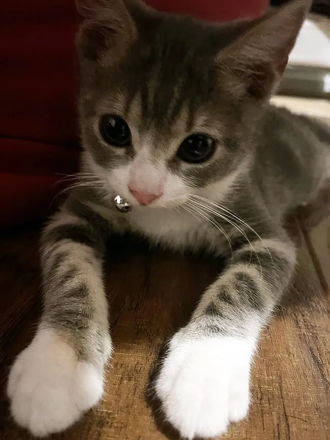 Photo of Finnie as a kitten
