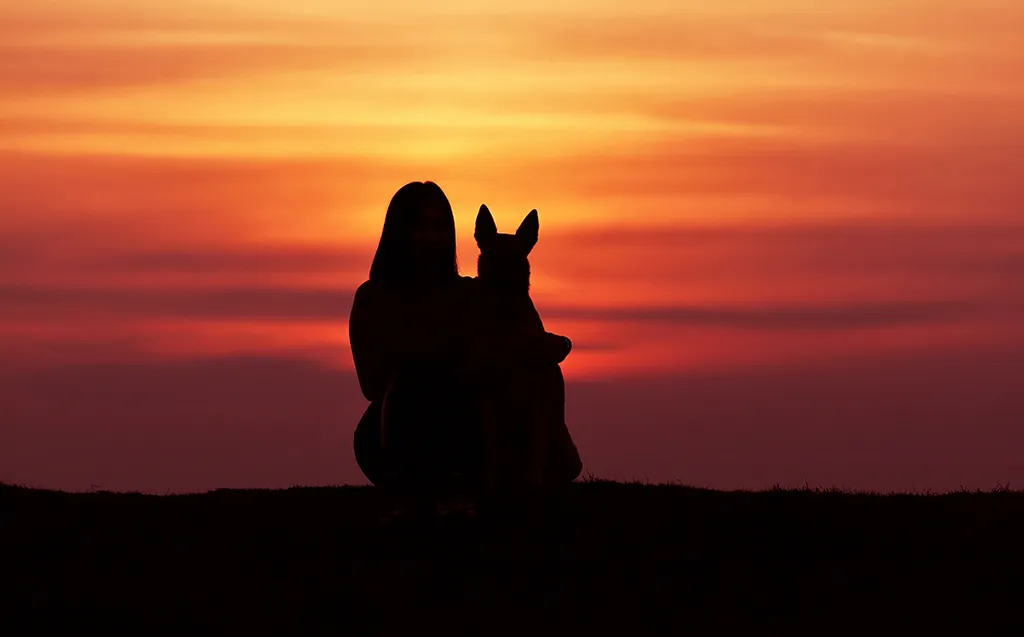 Two dogs walking together at sunset