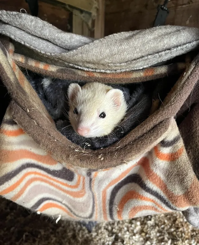 Photo of Nugget