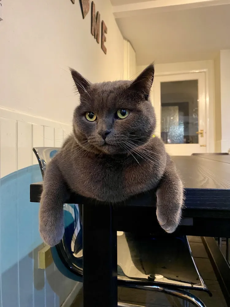 Photo of Scooby