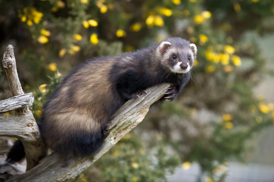 A ferret resting on a branch