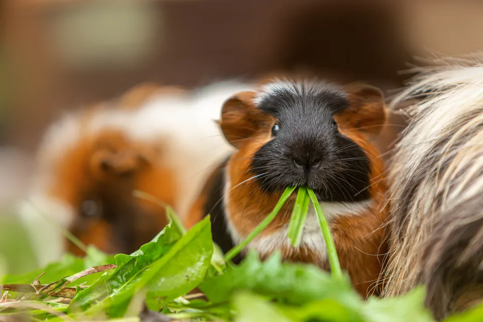Guinea pigs eating leafy greens