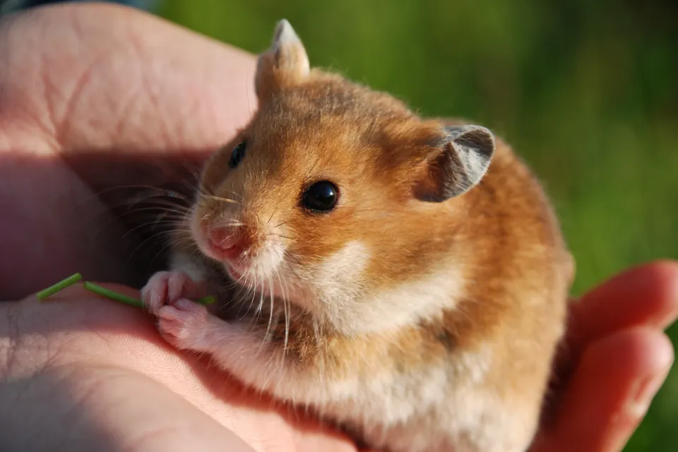 A small pet hamster being held in cupped hands