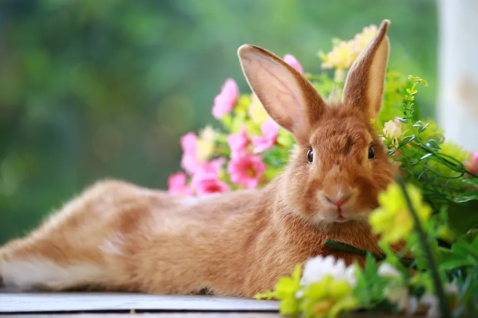 A rabbit resting among garden flowers