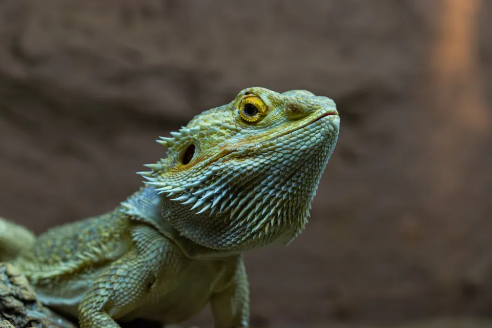 A bearded dragon lizard